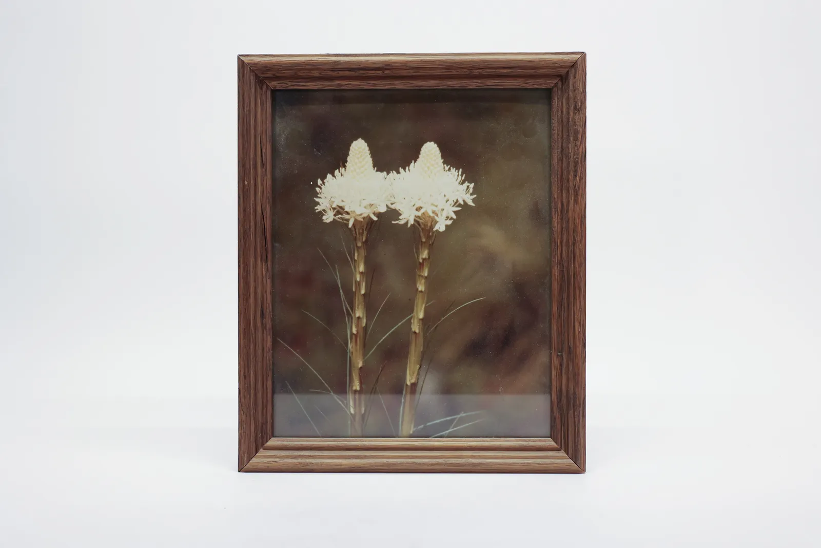 Vintage Framed Photo of Beargrass