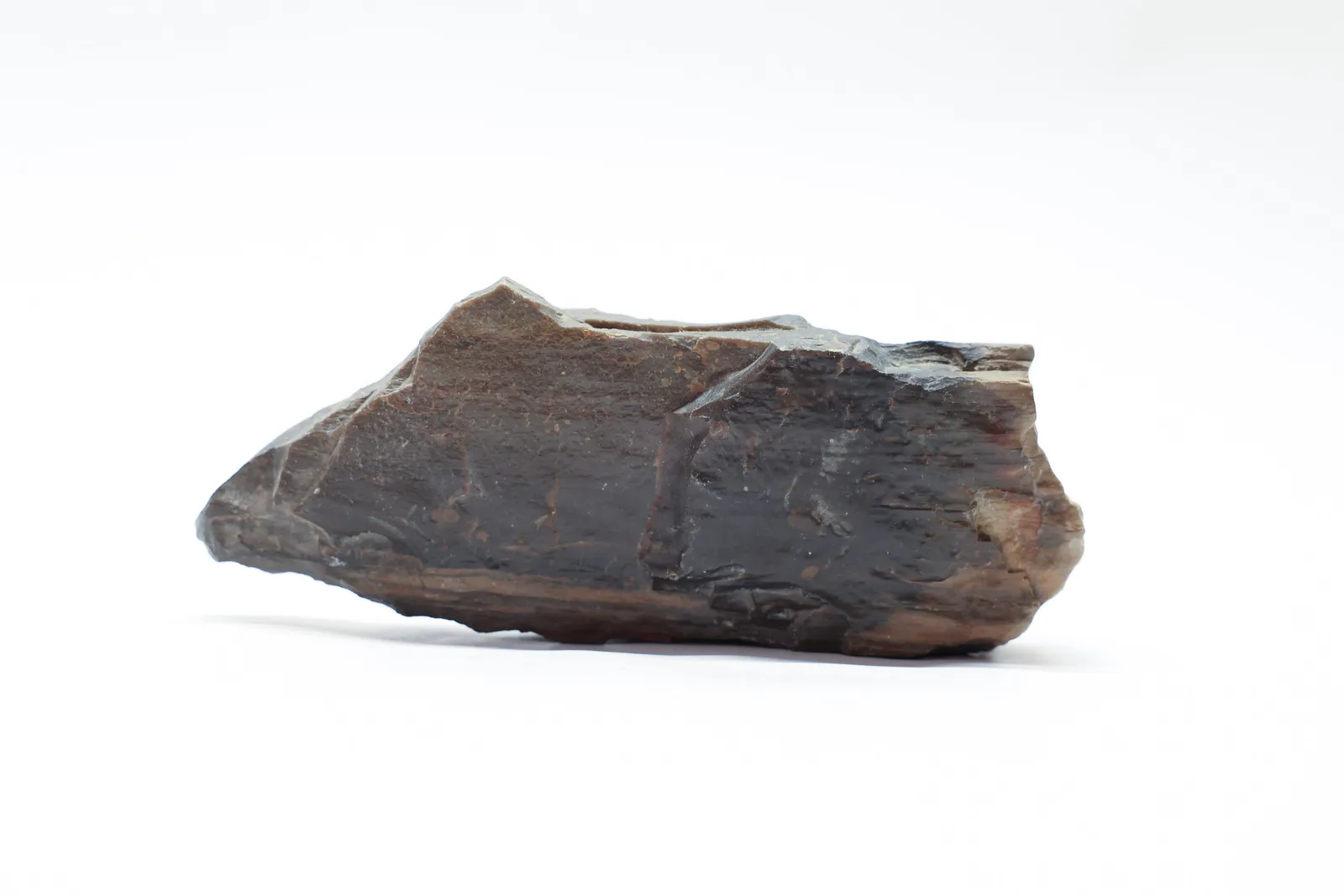 Large Petrified Wood Specimen