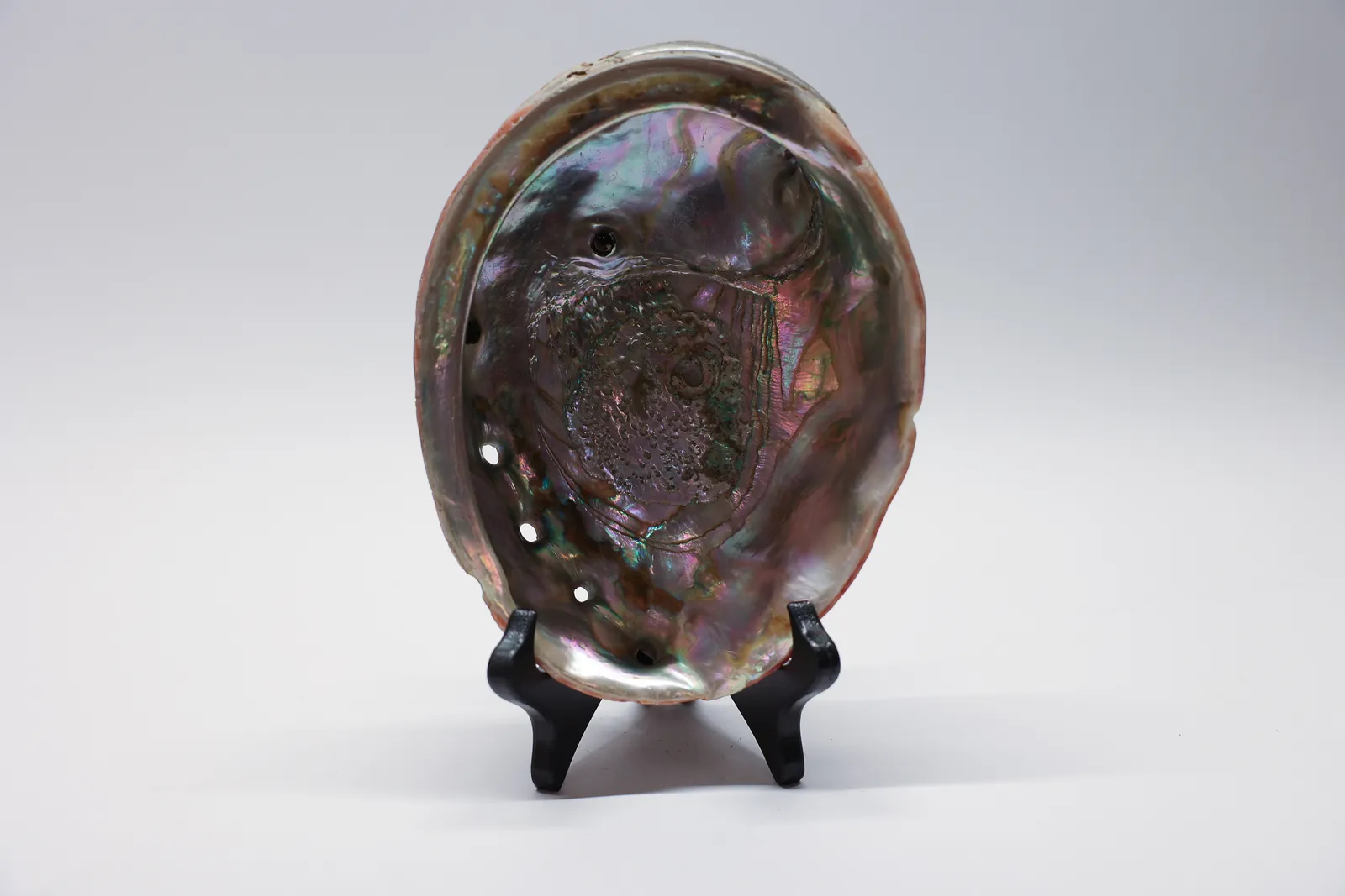 Large Iridescent Abalone Shell 8.5" x 6"
