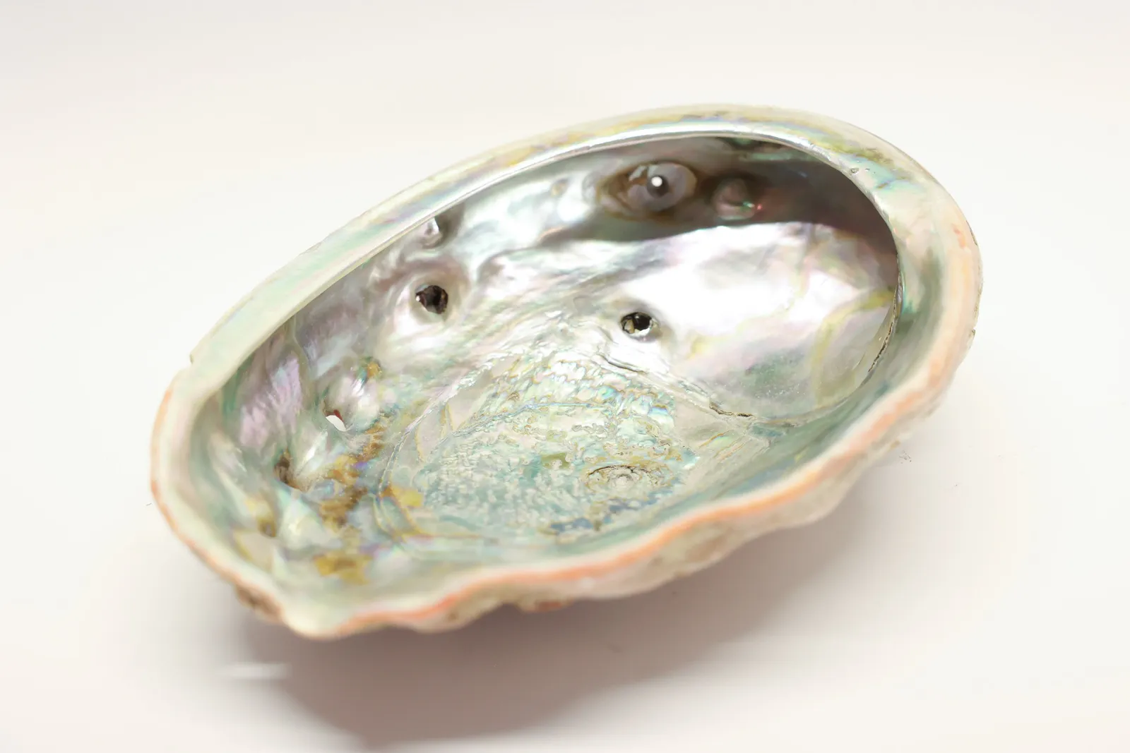 Abalone Shell