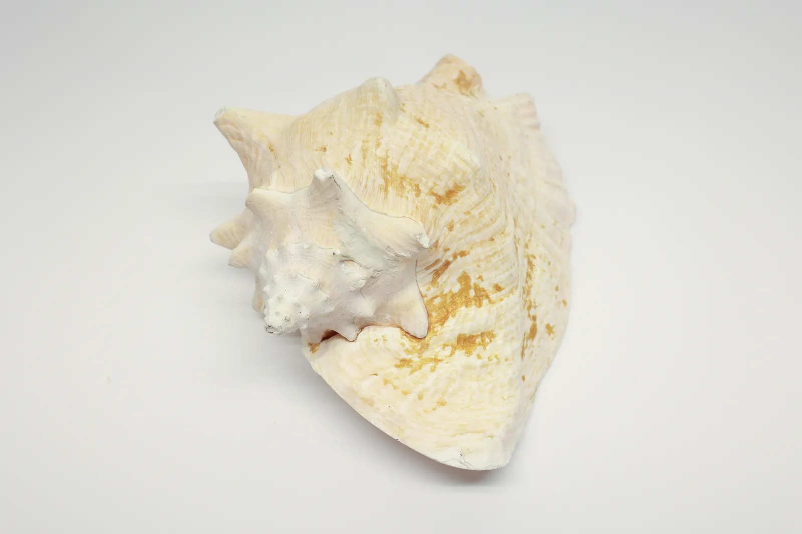Natural Queen Conch Shell Specimen