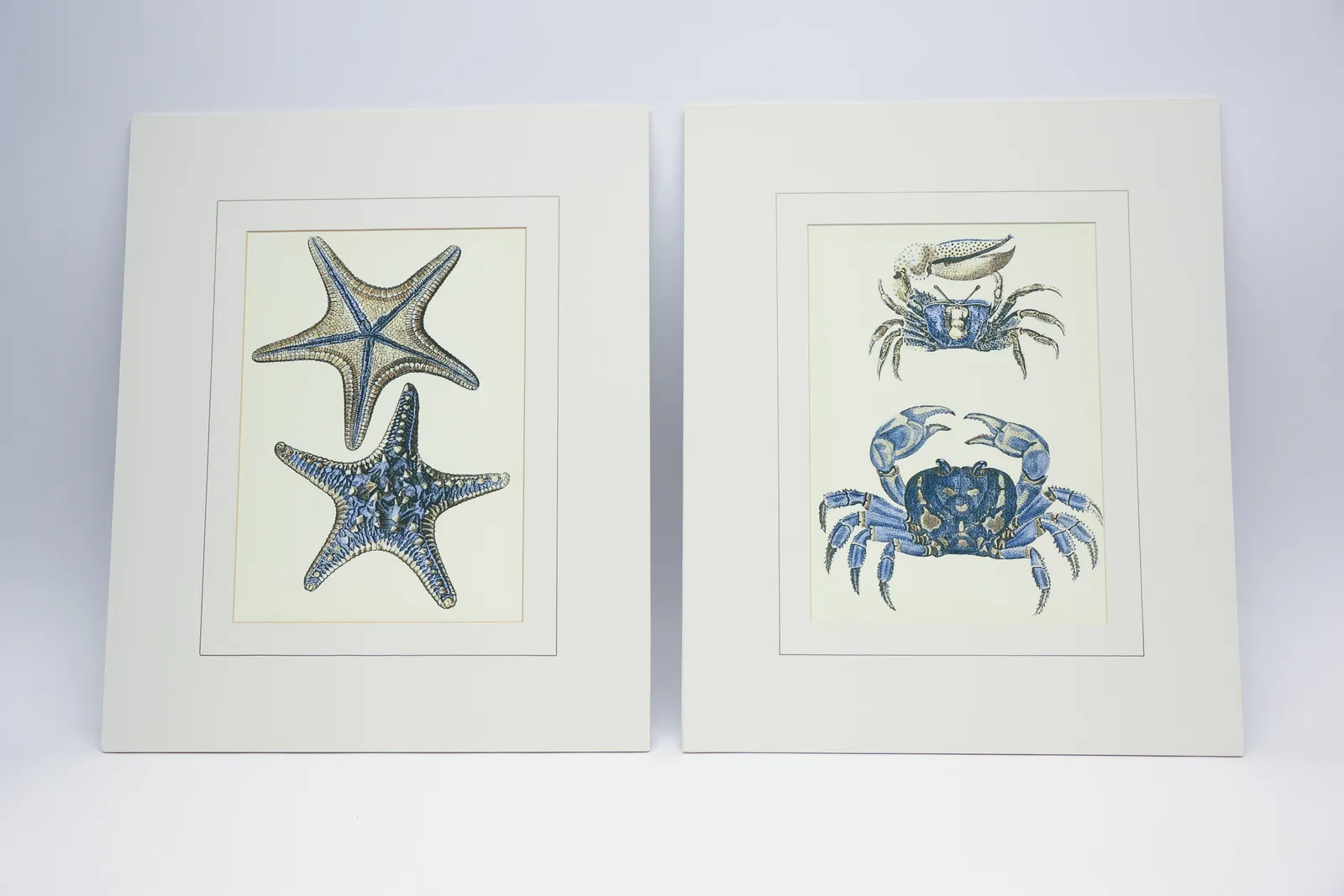 Starfish & Crab Natural History Prints, Pair