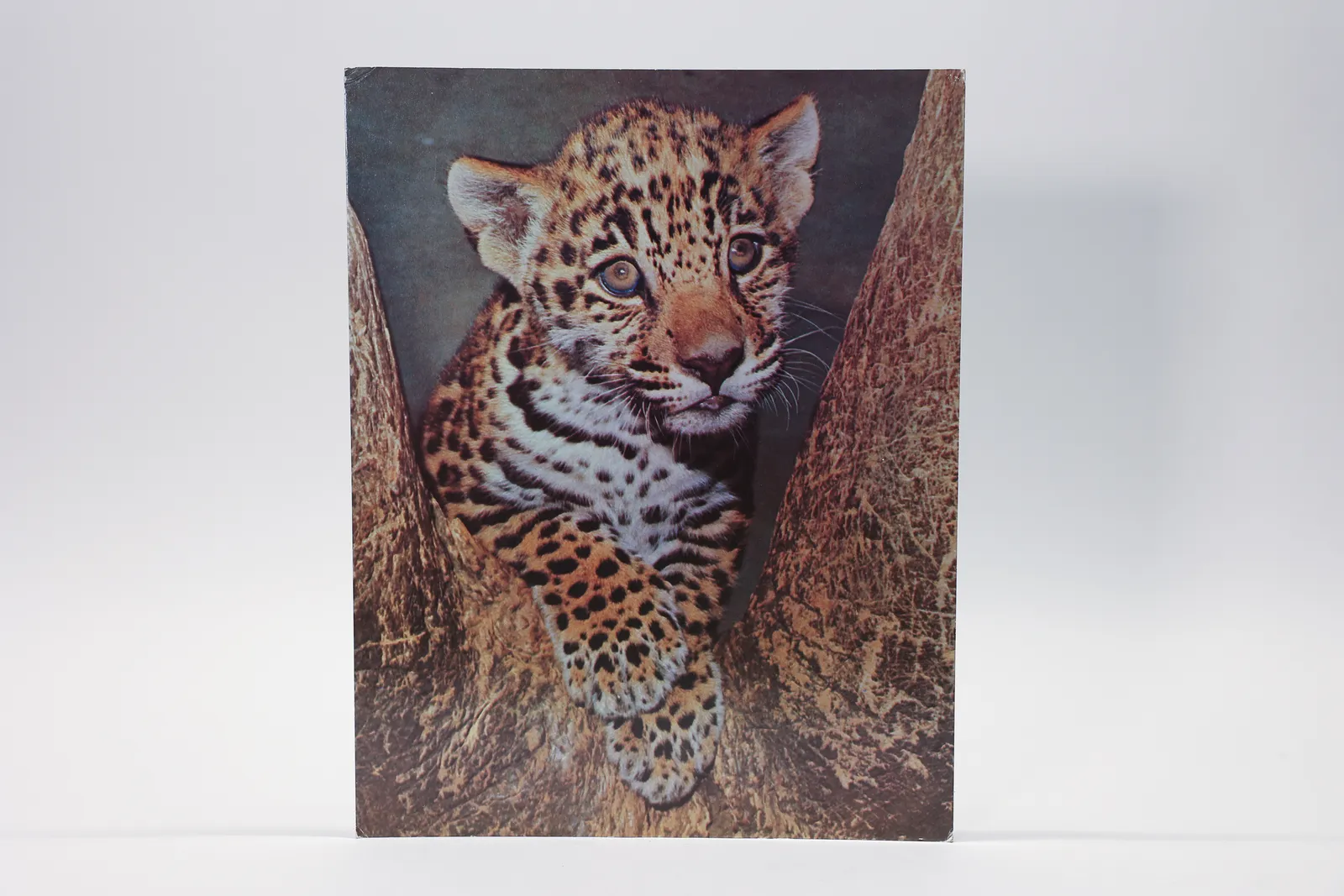 Vintage Leopard or Jaguar Cub Photo on Board