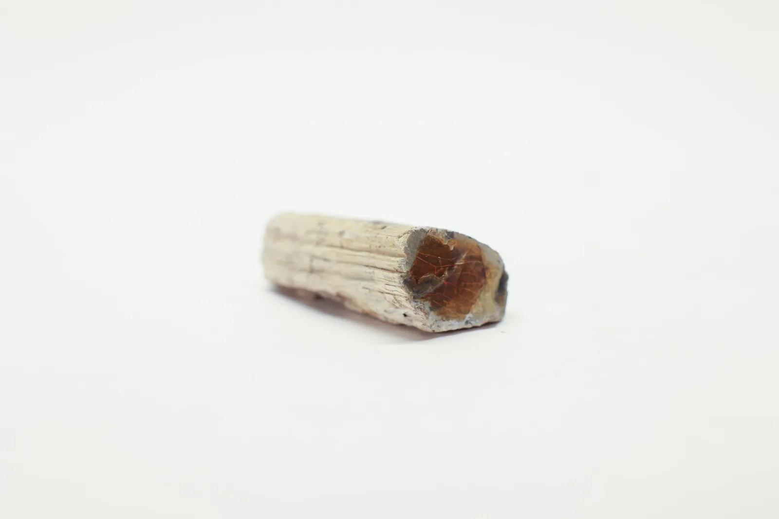 Petrified Wood Specimen